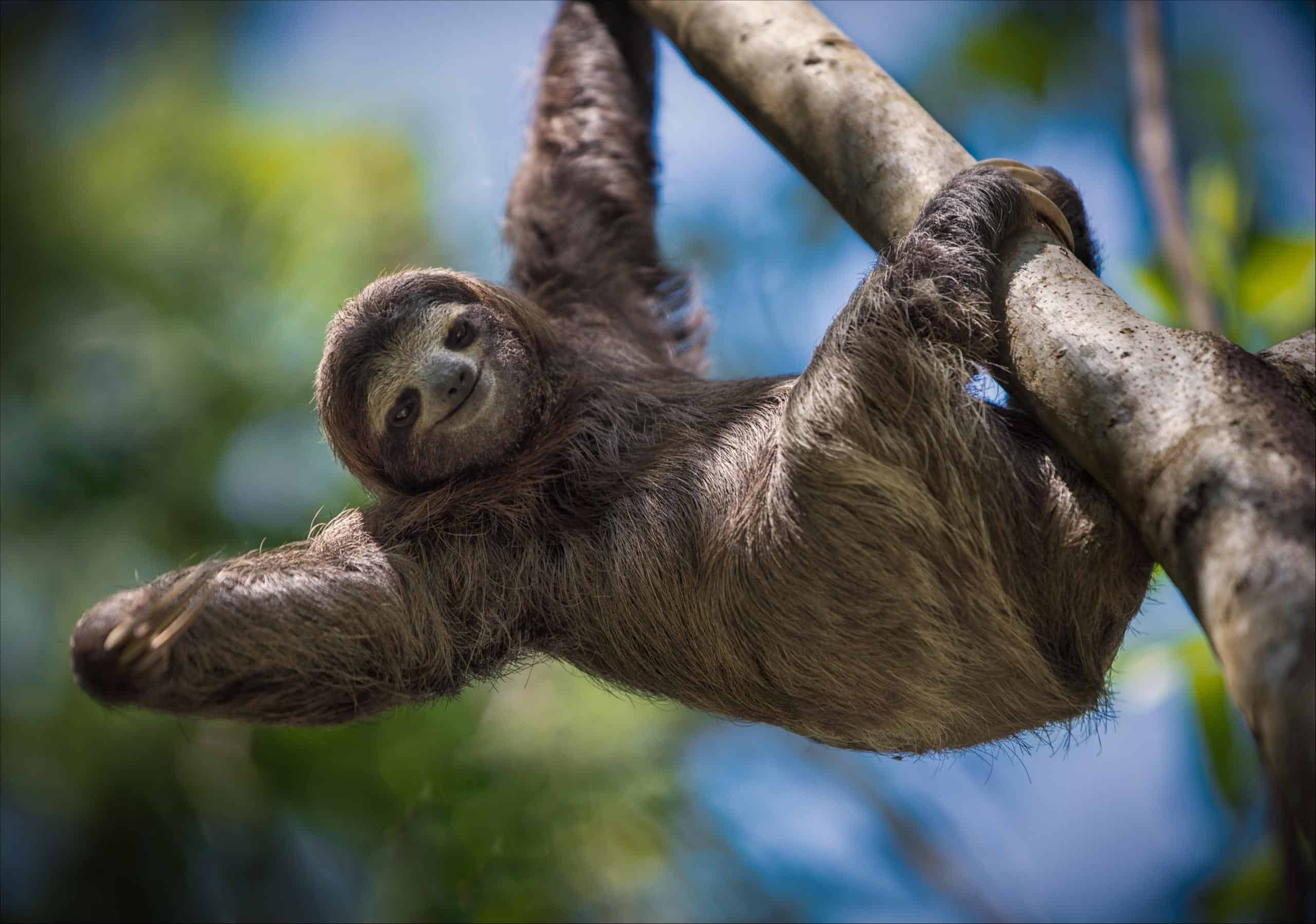 A close-up of a smiling sloth hanging in a tree