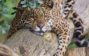 The jaguar rests on a rainforest tree branch