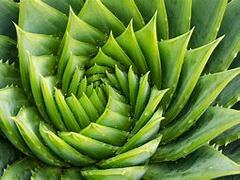 A spiral plant